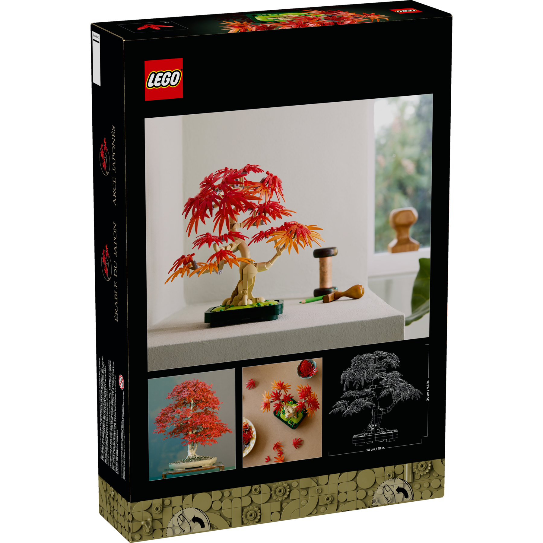 Japanese Red Maple Bonsai Tree - Image 13