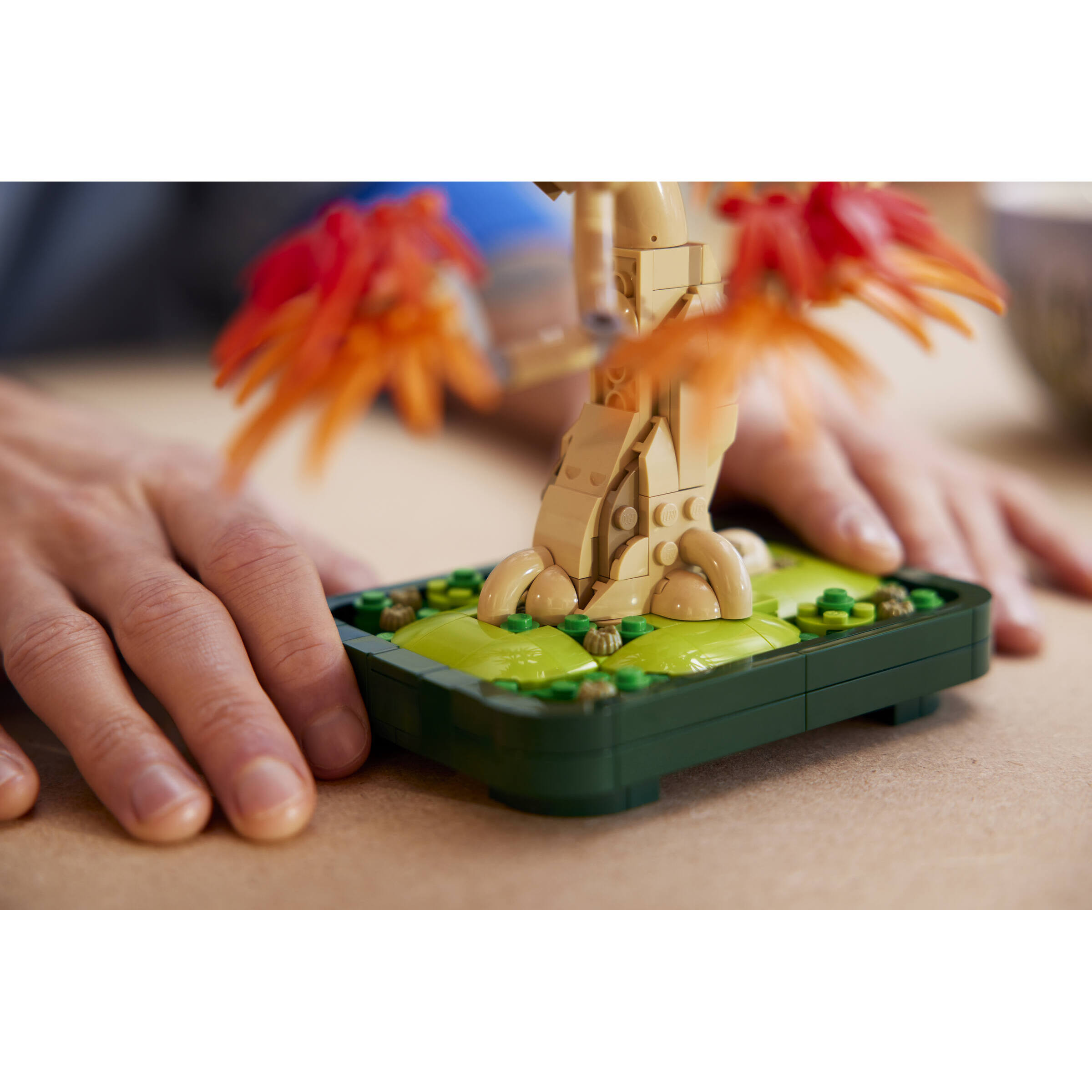 Japanese Red Maple Bonsai Tree - Image 9