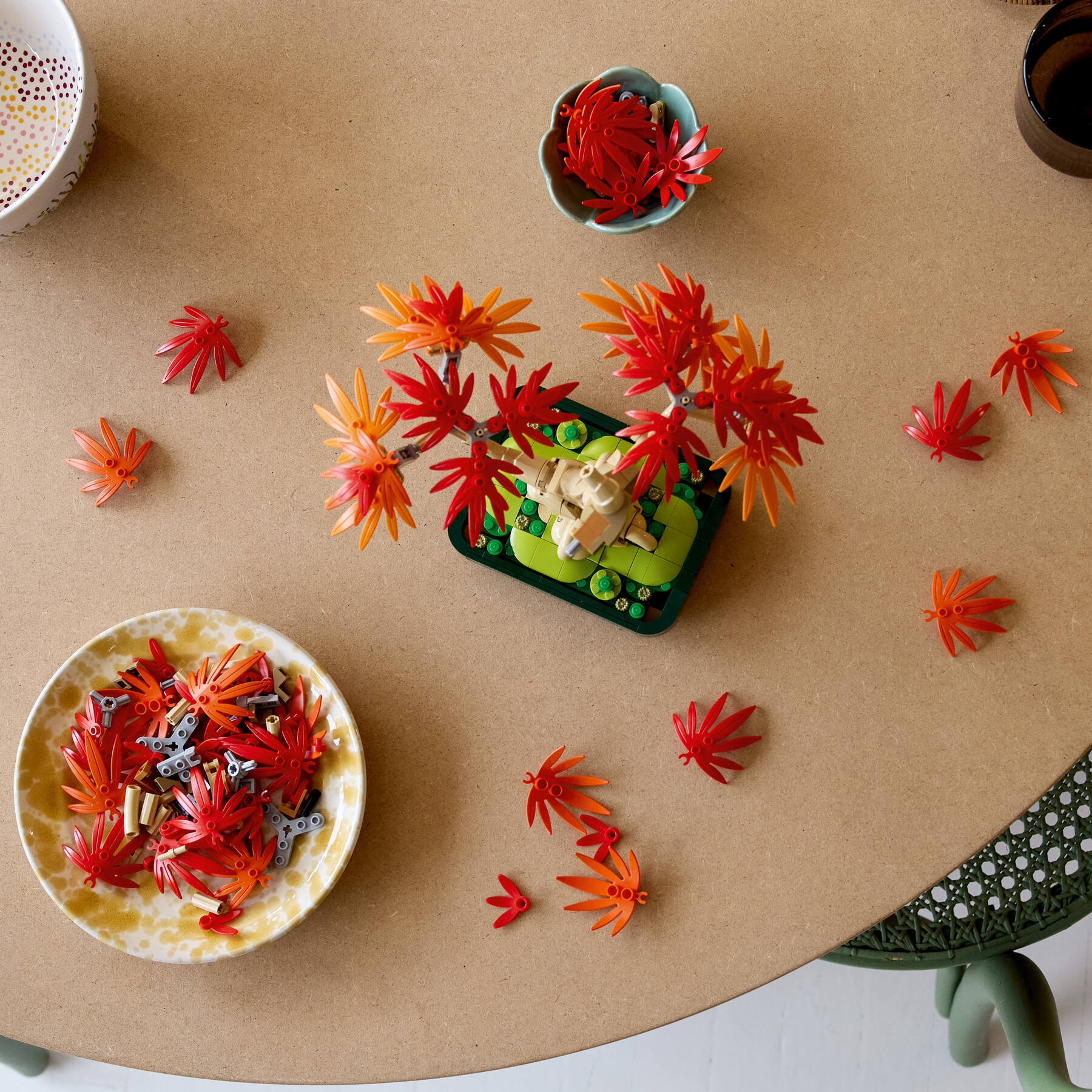 Japanese Red Maple Bonsai Tree - Image 10