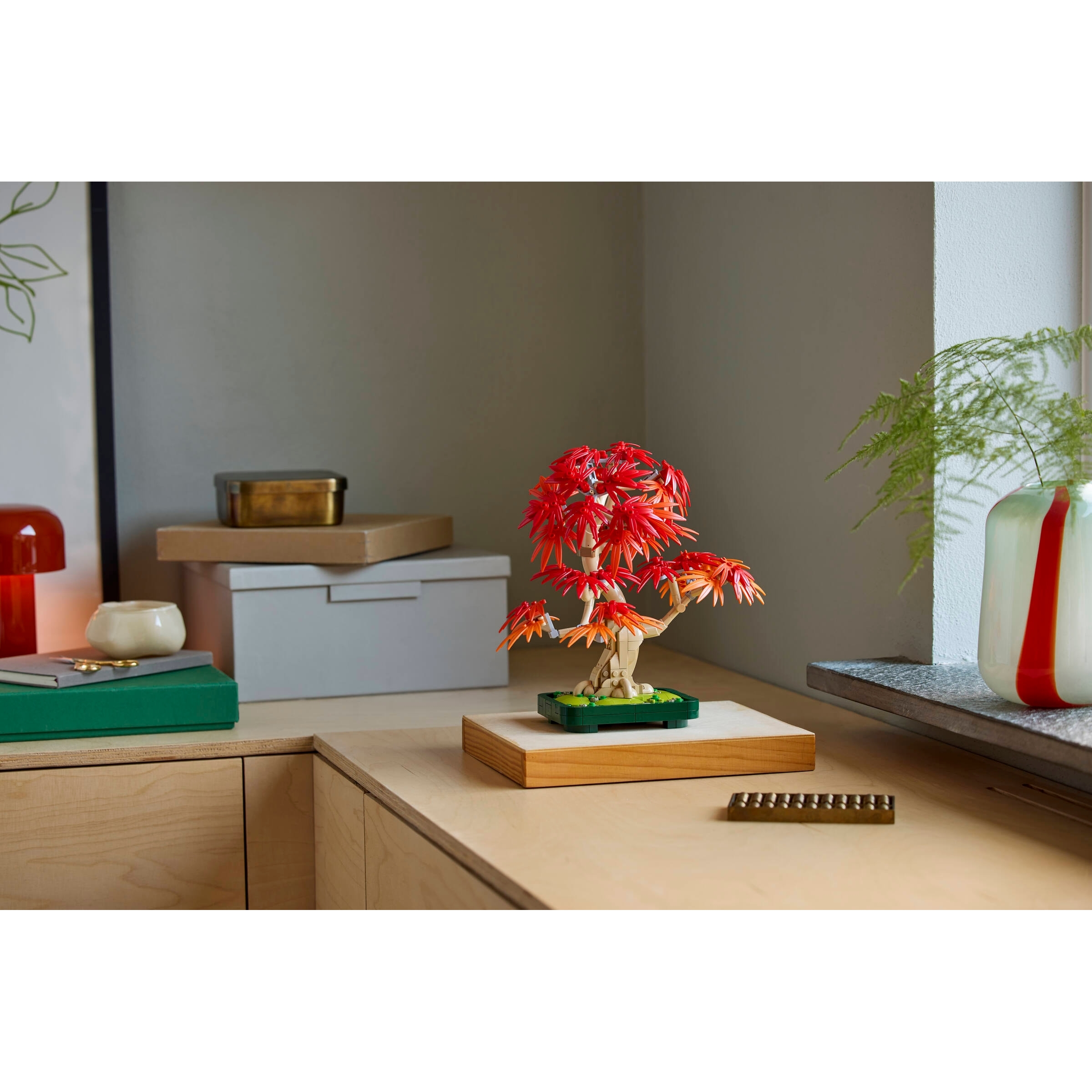 Japanese Red Maple Bonsai Tree - Image 3