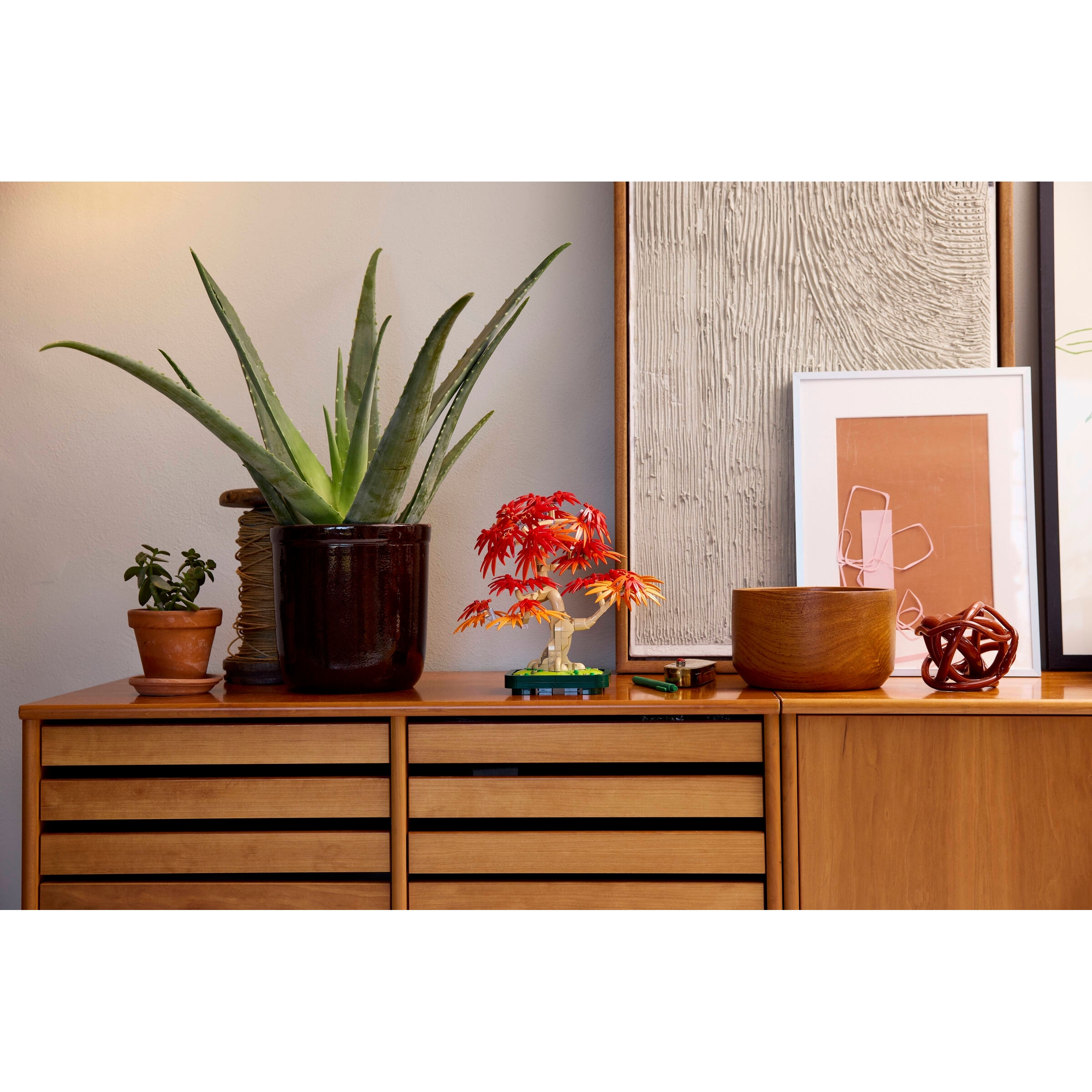 Japanese Red Maple Bonsai Tree - Image 11