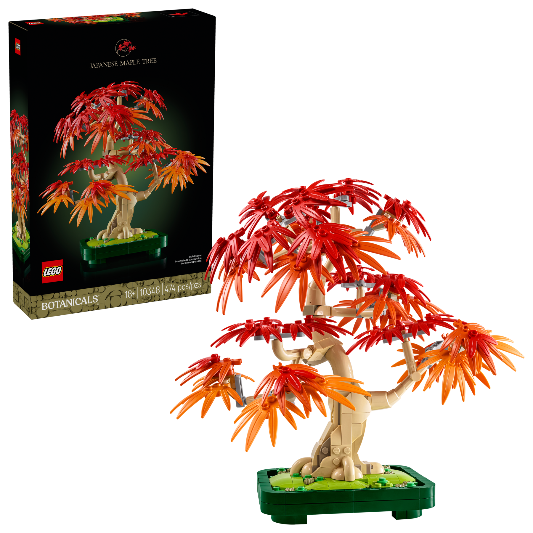 Japanese Red Maple Bonsai Tree - Image 2