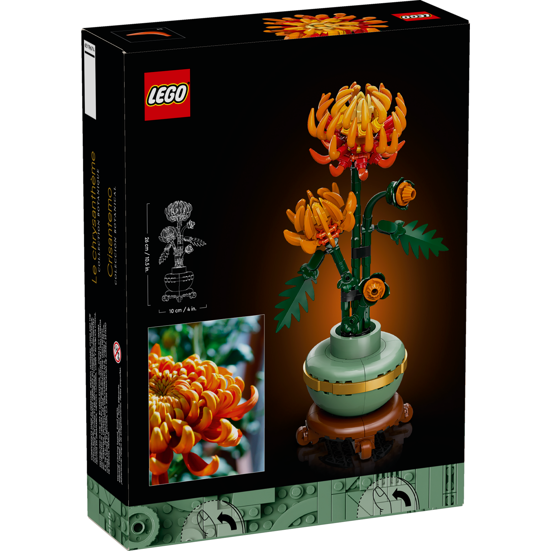 Chrysanthemum - Image 7