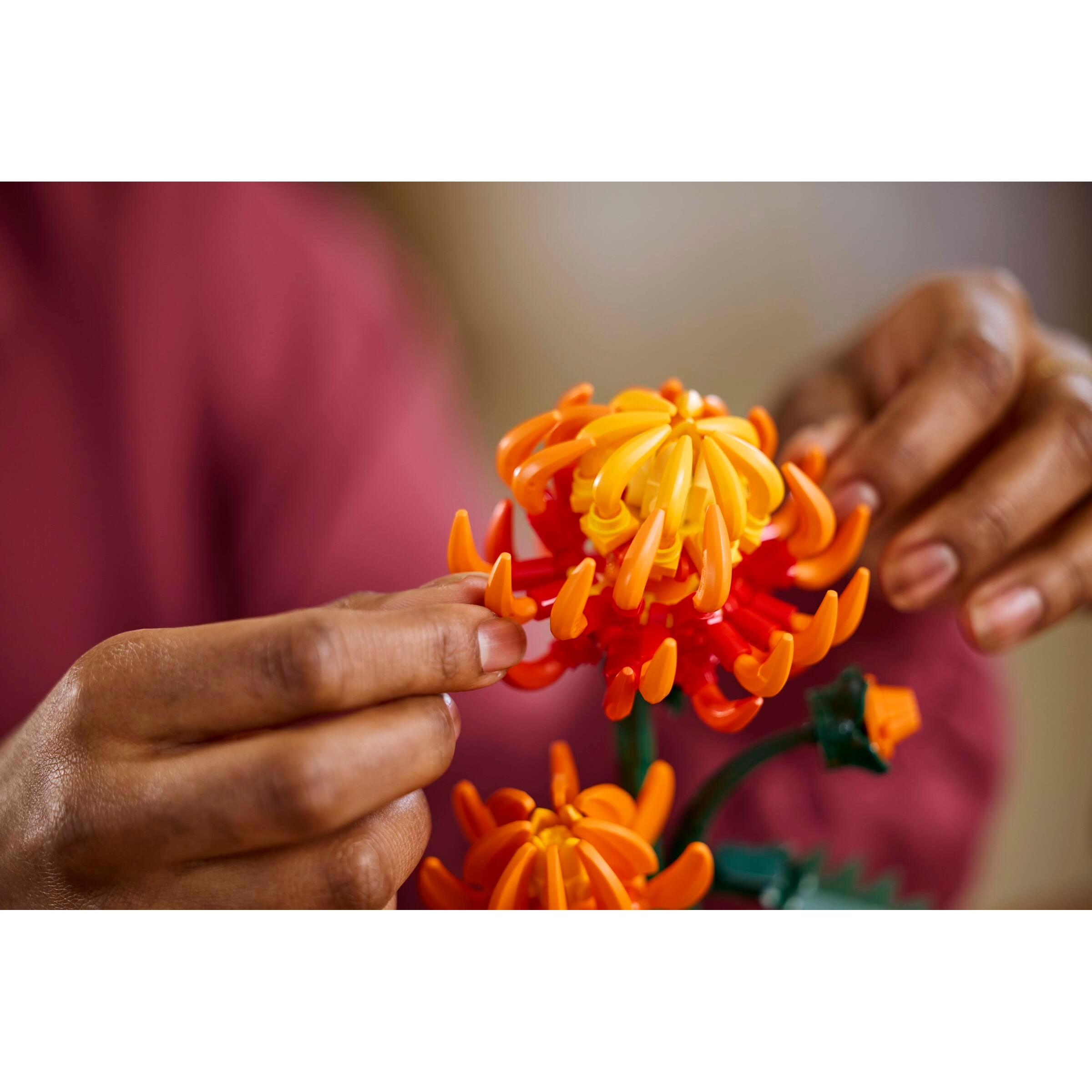 Chrysanthemum - Image 9