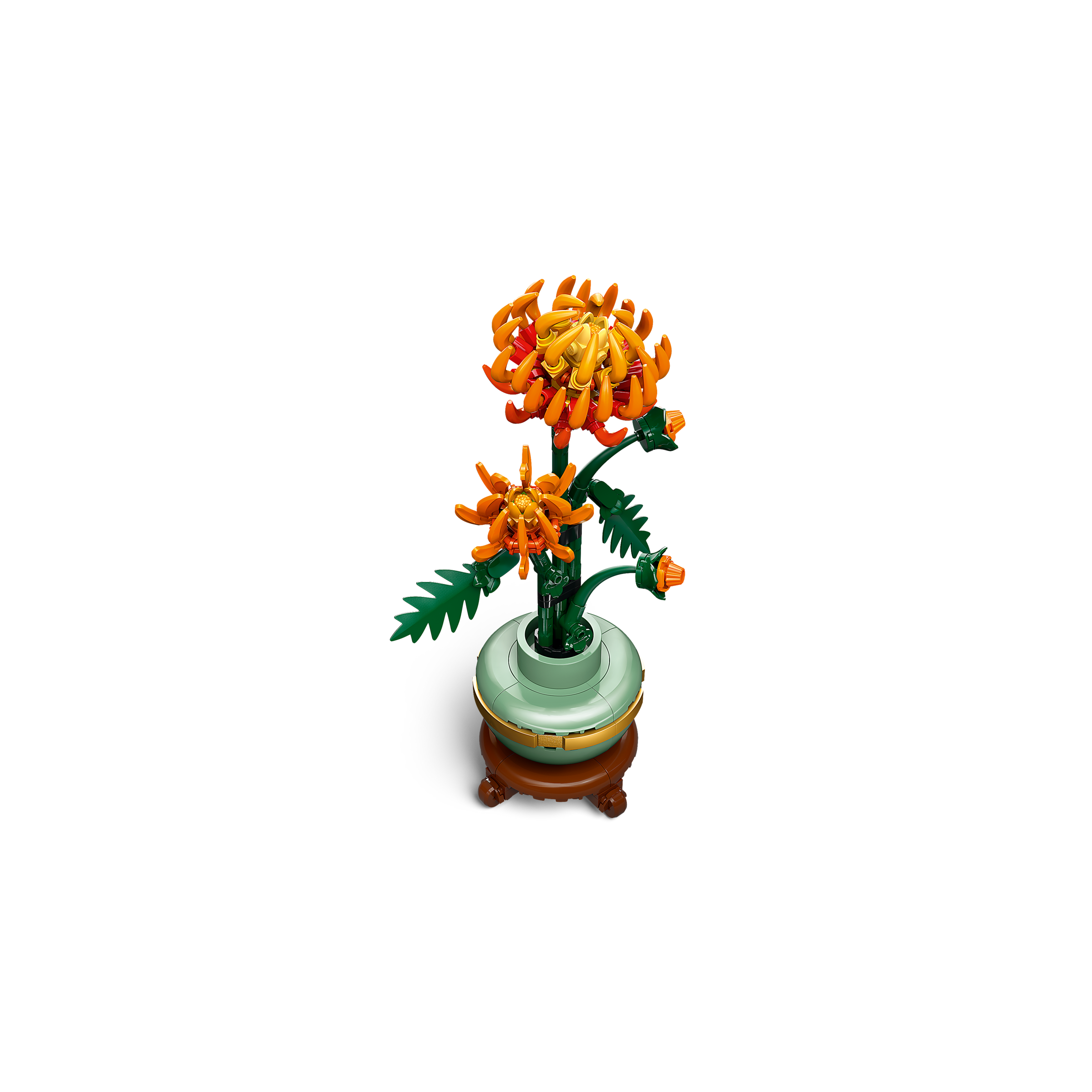 Chrysanthemum - Image 5