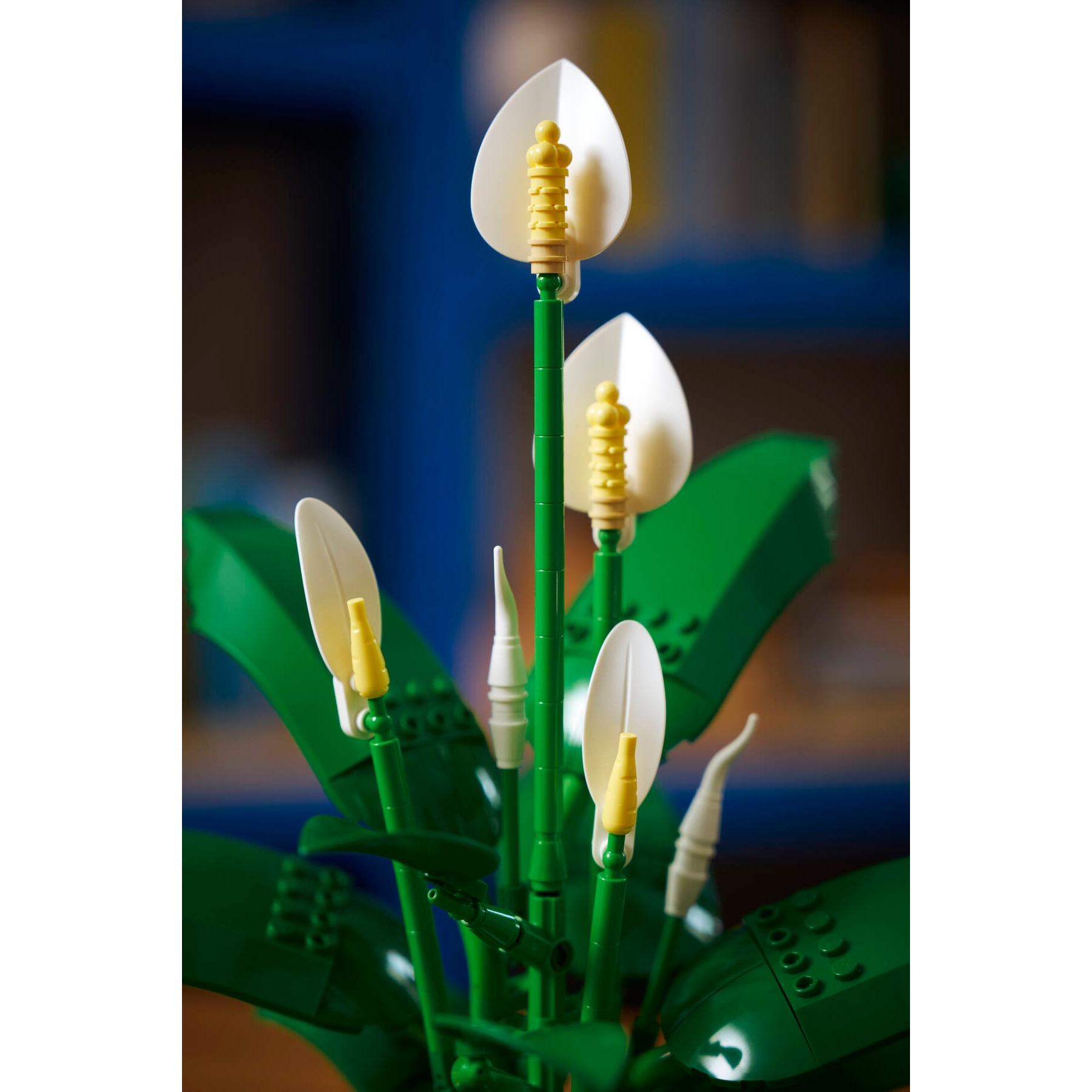 Peace Lily - Image 13