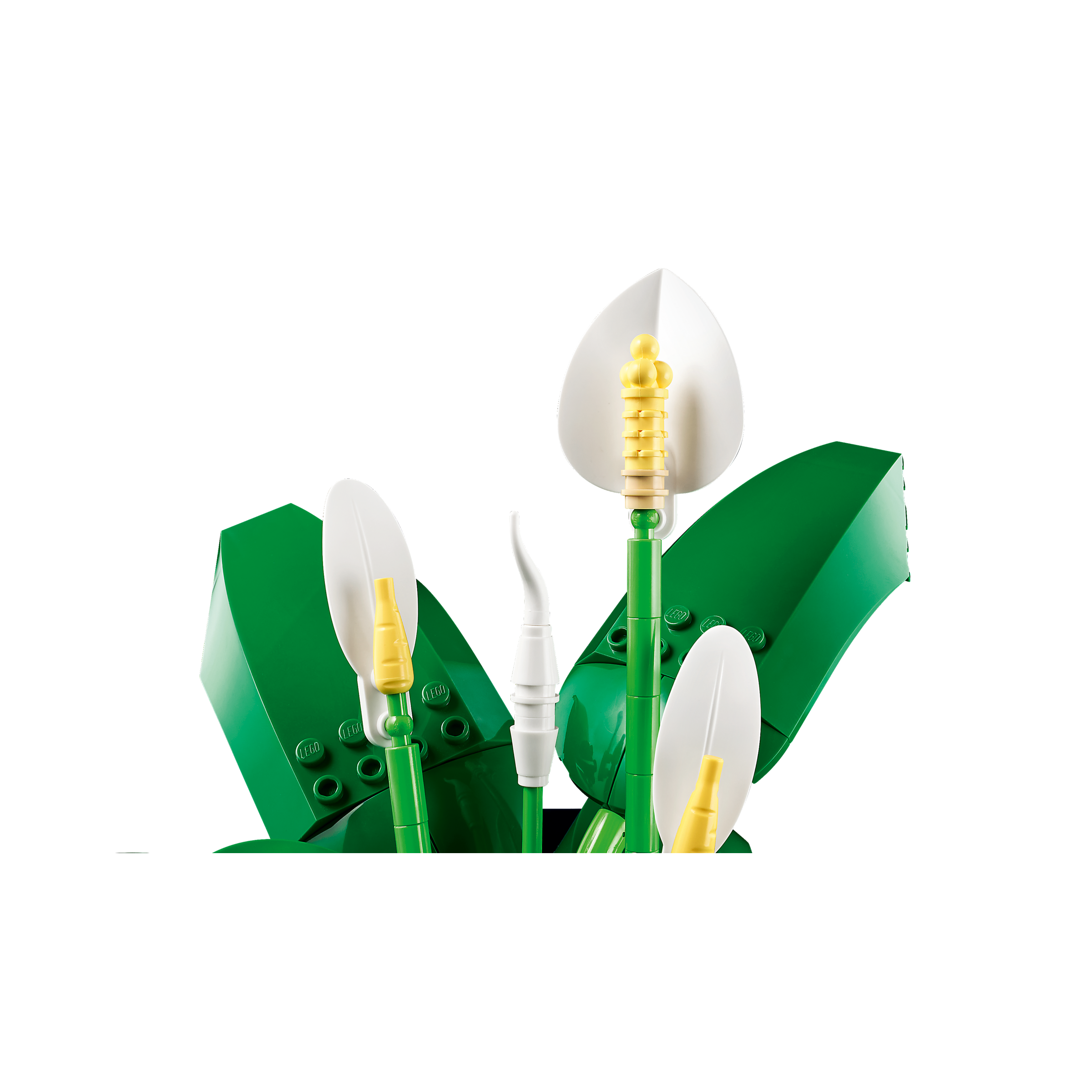 Peace Lily - Image 5