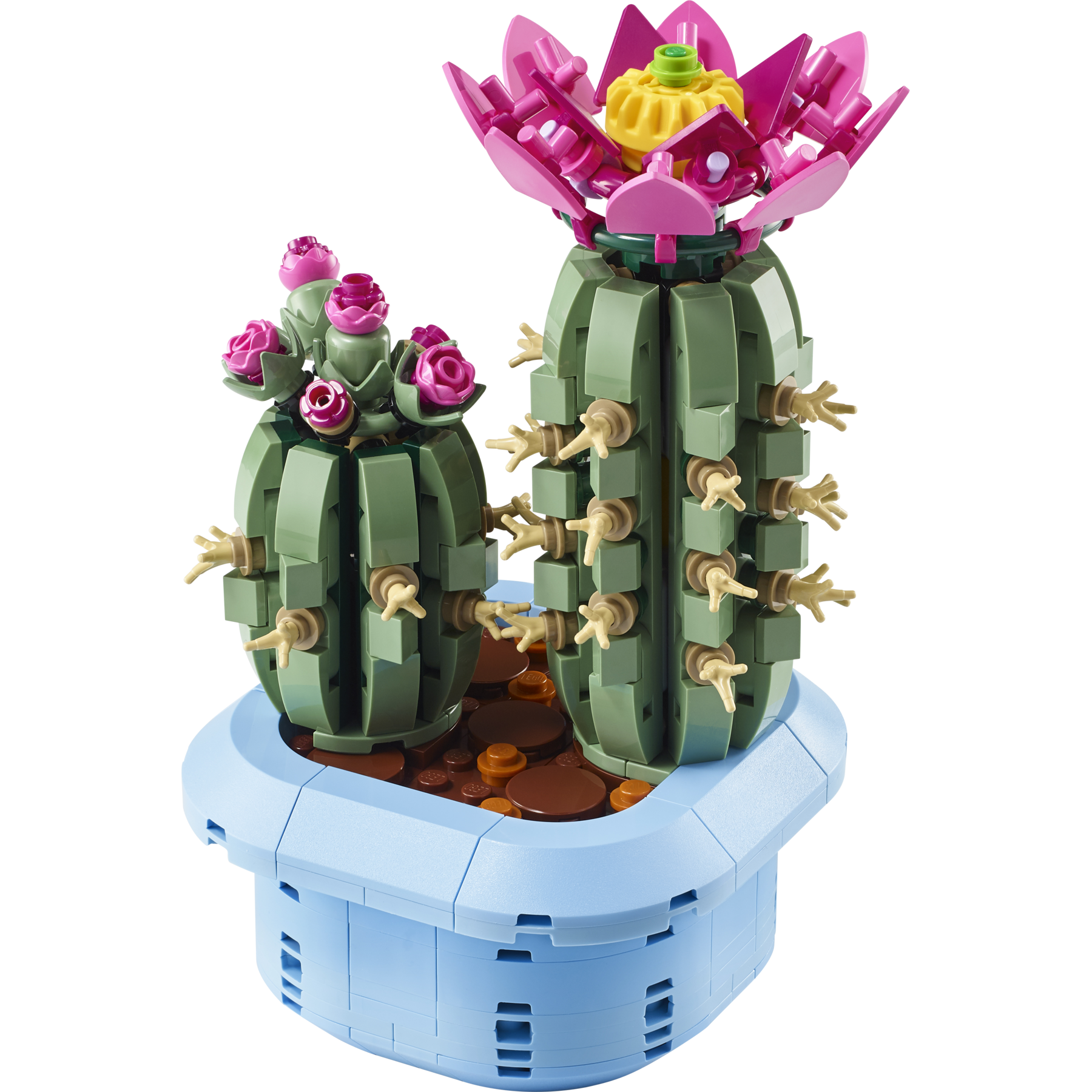 Flowering Cactus